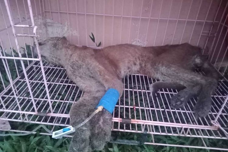 Kucing emas yang ditemukan warga Solok, Sumbar mendapat perawatan dari BKSDA Sumbar, Selasa (20/12/2022)