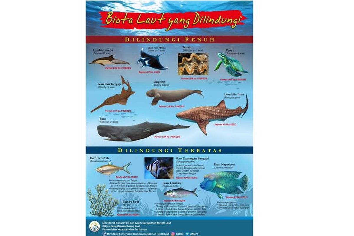 Kementerian Kelautan dan Perikanan (KKP) menginfokan mengenai jenis-jenis hewan laut yang masuk dalam kategori Dilindungi Penuh dan Dilindungi Terbatas.