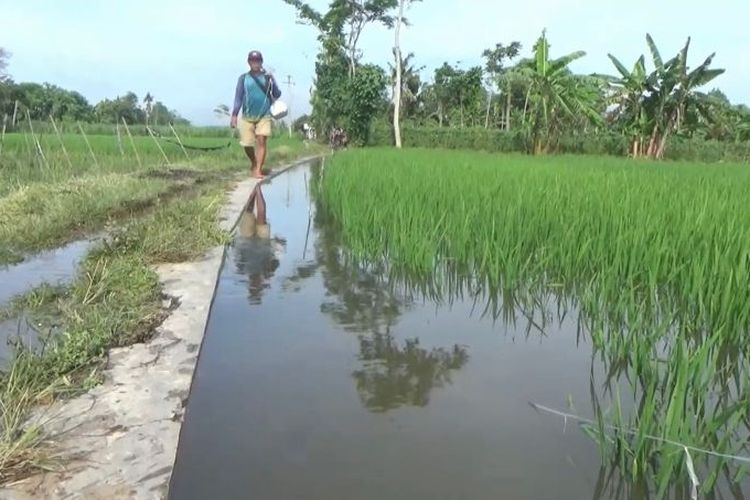 Lahan pertanian warga tergenang banjir hasil lyapan Sungai Gogosan di Lumajang