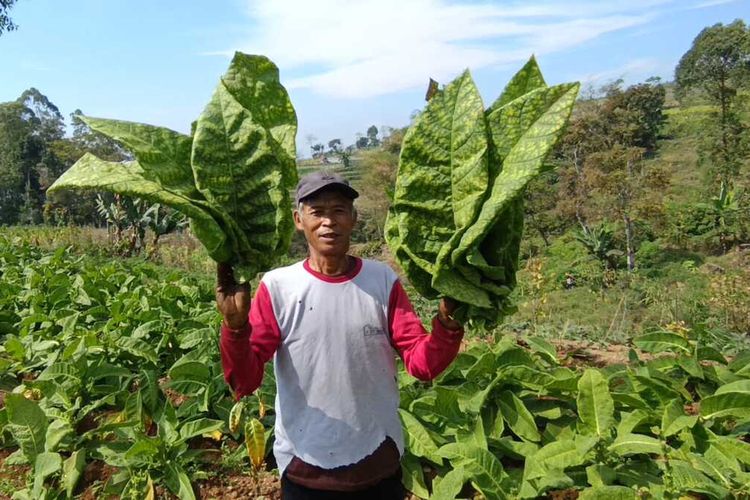 hasil tembakau petani lokal justru anjlok karena sejunlah gudang pabrik rojok tutup tidak menerima tembakau petani. Harga tembakau petani lokal di Magetan hanya Rp 3.500 berbading terbalik dengan tahun sebelumnya yang mencapai Rp 7.000.