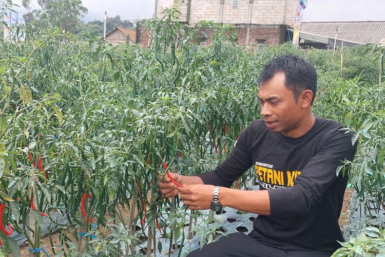 Alif menunjukkan tanaman cabai yang menjadi tanaman andalan petani milenial