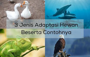 Ada tiga jenis adaptasi hewan, yakni adaptasi fisiologi, adaptasi tingkah laku, dan adaptasi morfologi.