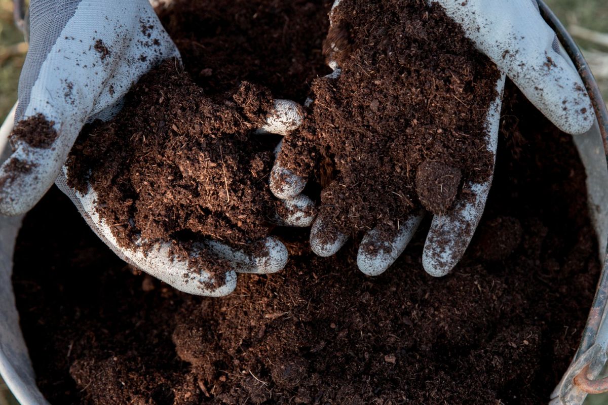 Ilustrasi pupuk organik
