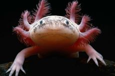 Apa Makanan Axolotl?