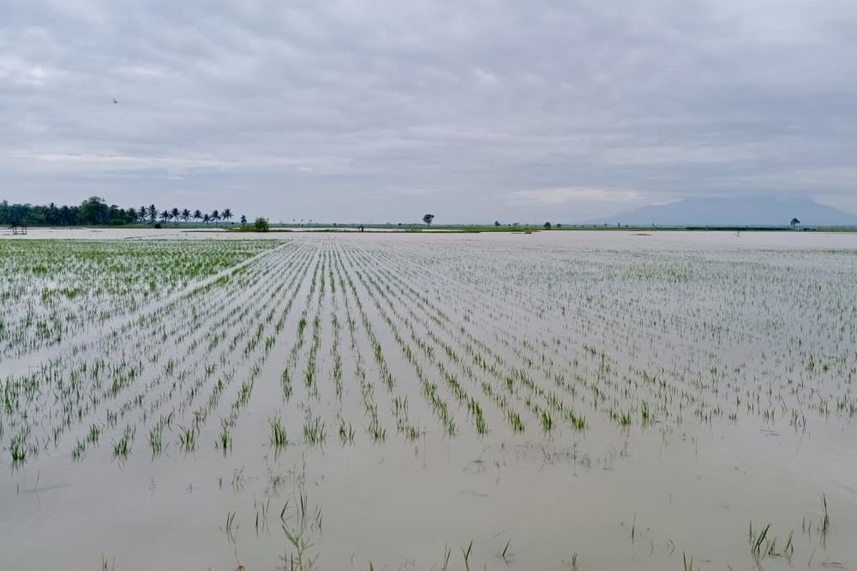 Ratusan Hektar Sawah di Lampung Timur Terendam Banjir Imbas Hujan Deras, Petani Rugi Ratusan Juta