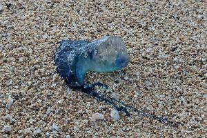 Serangan Ubur-ubur di Pantai Gunungkidul, Puluhan Wisatawan Tersengat dan 2 Orang Dilarikan ke RS 