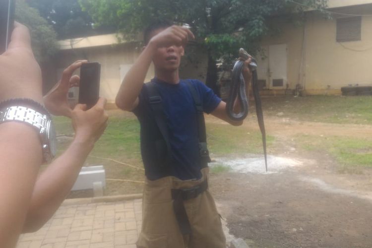 Ular kobra sepanjang 1,2 meter ditemukan petugas pemadam kebakaran Jakarta Timur ketika menyisir lokasi kerja bakti bersih-bersih di Jatinegara, Sabtu (21/12/2019).