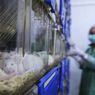 Ilmuwan Israel Berhasil Buat Tikus Lumpuh Bergerak Lagi, Uji Coba ke Manusia Direncanakan
