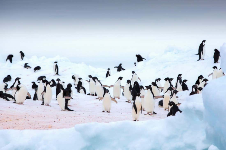 Kotoran Penguin Mampu Dinginkan Planet, Bagaimana Caranya?