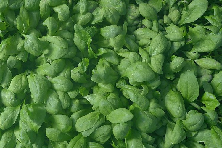 Ilustrasi tanaman bayam, menanam bayam. 