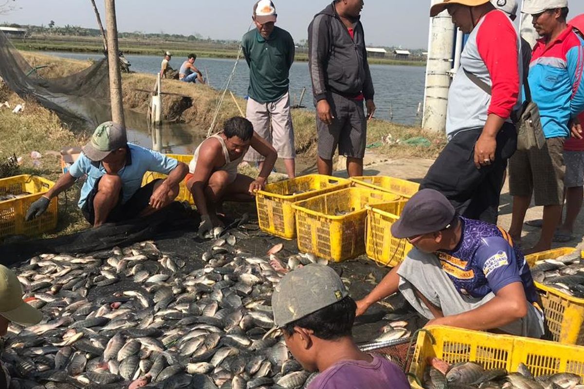 Para Nelayan saat mengumpulkan hasil tangkapannya untuk didistribusikan kepada pembudidaya ikan, pasar, dan masyarakat.