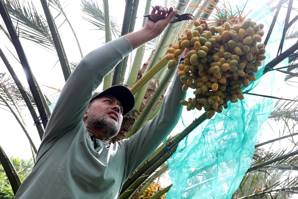 Wakil Gubernur Sumut Musa Rajekshah memanen kurma di kebun Bena Ukur Tarigan yang berada di Kutambaru, Kecamatan Tiganderket, Kabupaten Karo, Jumat (24/3/2023)