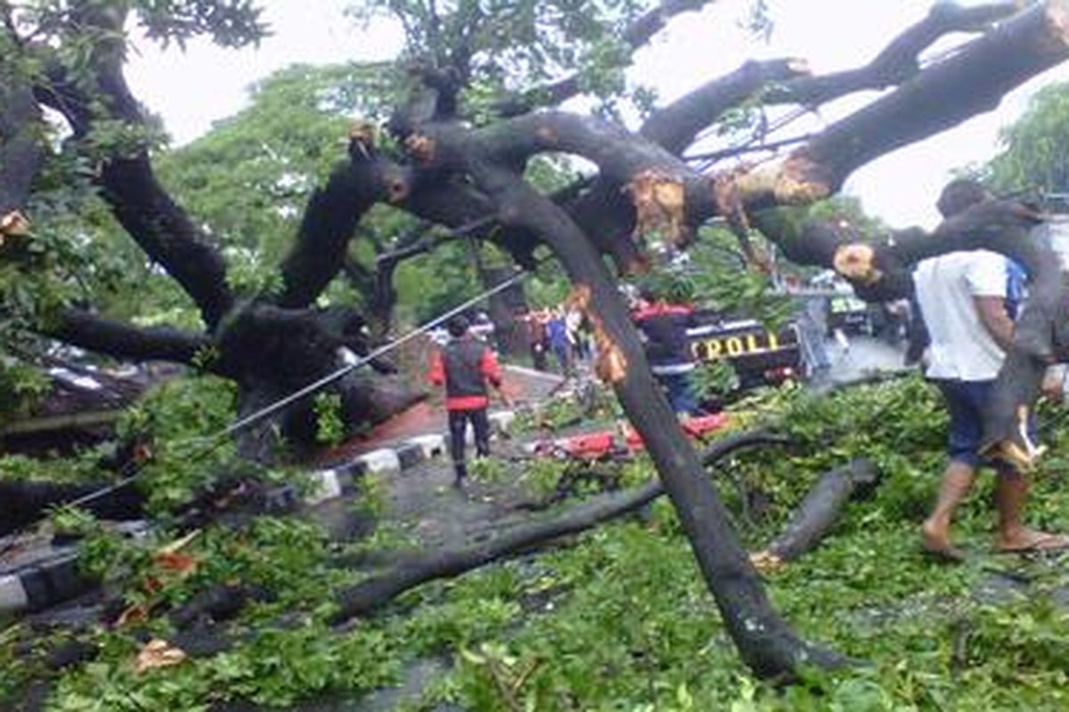 Sebuah pohon Angsana yang tumbuh di pinggir Jalan KH Moh Mansyur, Jembatan Lima, Tambora, Jakarta Barat, tumbang, Kamis (5/1/2012). Pohon tersebut tumbang saat hujan deras.