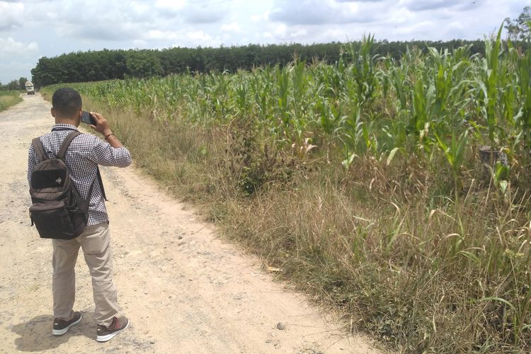 Areal perkebunan jagung di Desa Sindang Sari yang diduga sebagai lokasi penusukan Anis Suningsih (34) alis Ning, yang dibunuh suaminya, Handoko. Warga setempat menemukan Ning terkapar di parit kebun dengan tubuh penuh darah.