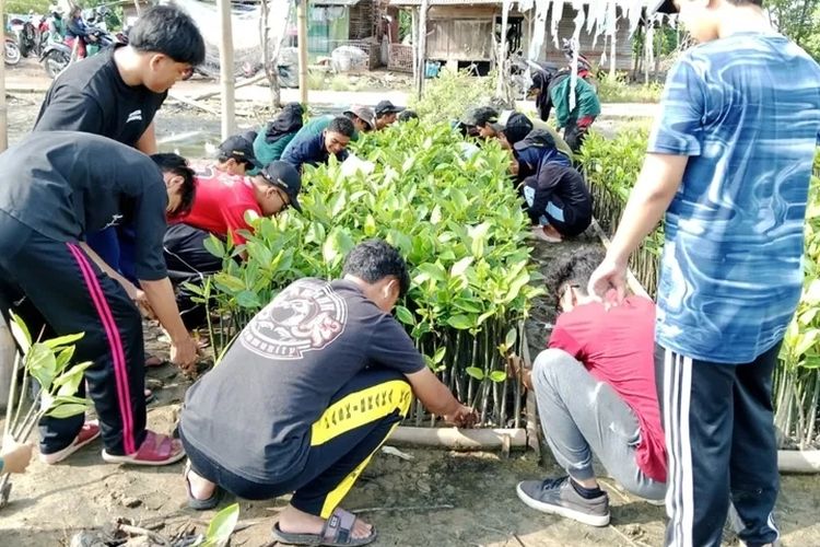 Wasito saat mengajari mahasiswa merawat bibit mangrove. KOMPAS.COM/DOK.PRIBADI