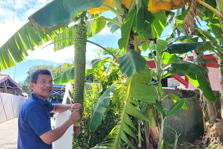 Buah pisang tandan seribu milik Darwin warga Nunukan Kaltara. Keunikan buahnya menarik warga sekitar untuk swa foto dan berebut meminta benih
