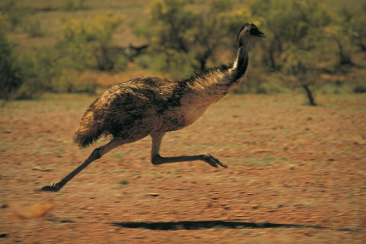 Burung Emu memiliki jari kaki yang beradaptasi secara khusus yang memungkinkan mereka berputar secepat kucing.