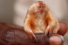Kakarratul, Tikus Tanah Buta yang Langka, Ditemukan di Pedalaman Australia