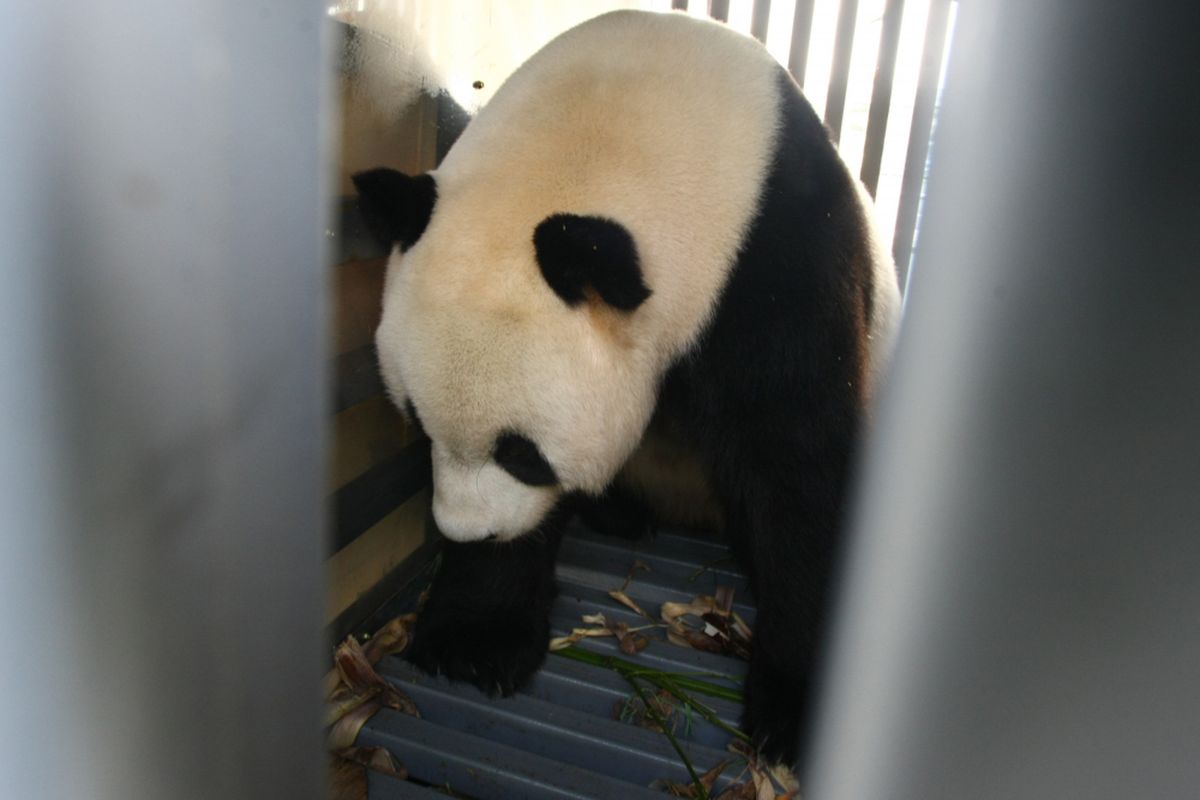 Sepasang panda (Ailuropada Melanoleuca) hasil pengembangbiakan China Wildlife Conservation Association (CWCA) dengan nama Cai Tao (Jantan) dan Hu Chun (betina) tiba di Terminal Cargo Garuda Indonesia Bandara Soekarno Hatta, Tangerang, Banten, Kamis (28/09/2017). Indonesia  secara resmi menjadi negara ke 16 di seluruh dunia, dan negara ke empat di Asia Tenggara yang mendapatkan peminjaman pengembangbiakan Giant Panda.