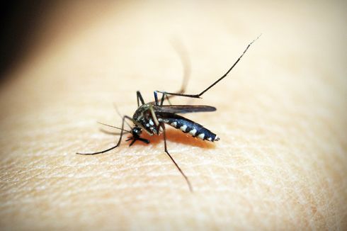 Bagaimana Nyamuk Mendeteksi Bau Manusia untuk Digigit?