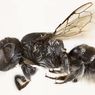 Lebah Baru Australia Dinamai Lucifer Karena Punya Tanduk Mirip Iblis&nbsp;