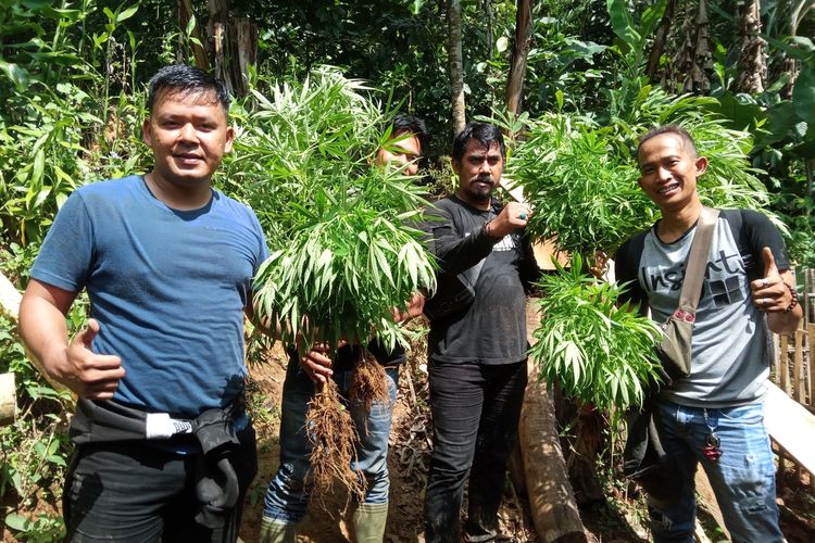 Sejumlah anggota polisi di Cianjur, Jawa Barat, memerlihatkan ratusan batang ganja yang bsrhasil diamankan di sebuah ladang di kawasan gunung Karuhun, Campaka, Selasa (28/6/2022).