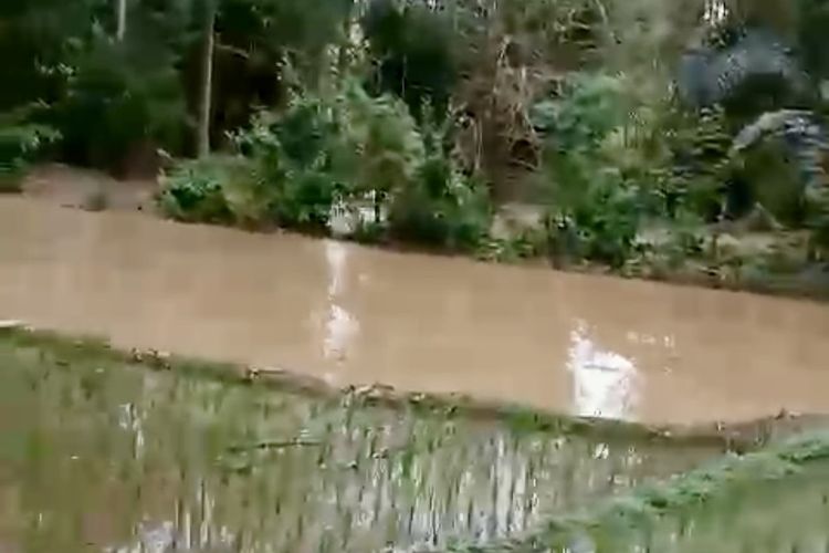Sawah milik Haryono di Desa Simbaringin, Kecamatan Natar, Lampung Selatan yang terendam banjir.