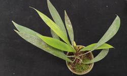 Tiga Spesies Baru Tanaman Endemik Sumatra Ditemukan lewat Media Sosial