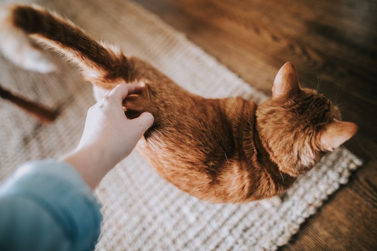 Ekor kucing adalah pusat keseimbangan tubuh kucing.