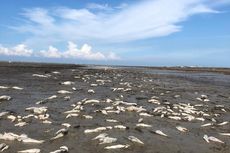 Foto Viral Ribuan Ikan Mati Membusuk di Kawasan Wisata Pantai di Batubara, DLH: Penyebab Masih Dicari