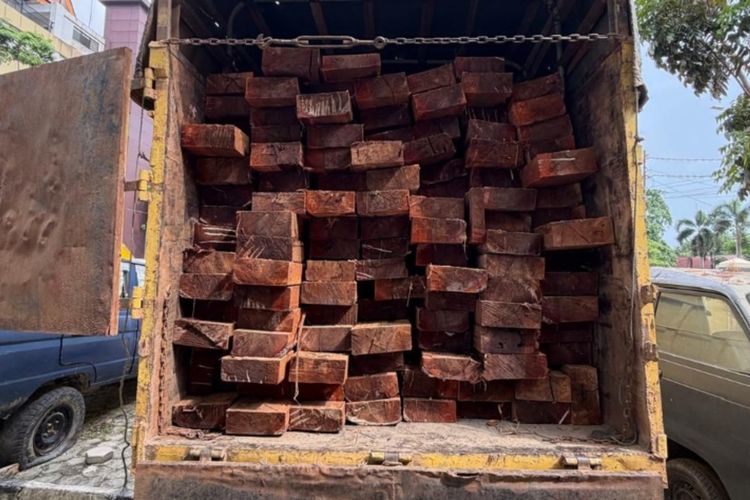 Pembalakan Liar di Bengkalis Riau Terungkap, Sopir Truk Kayu Ilegal Ditangkap