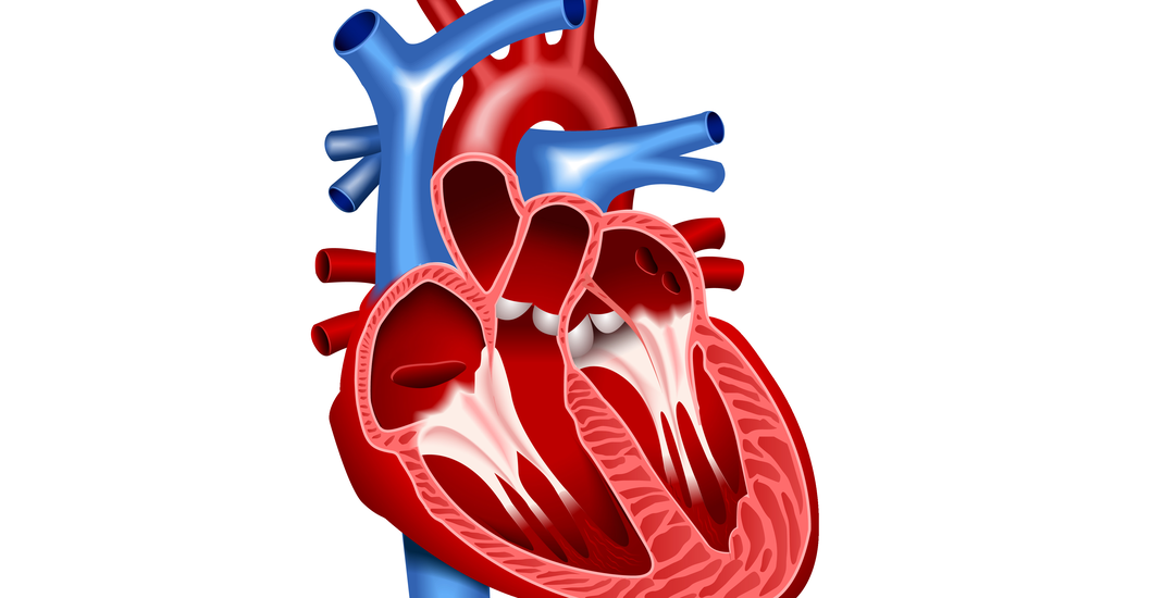 Anatomi lapisan jantung