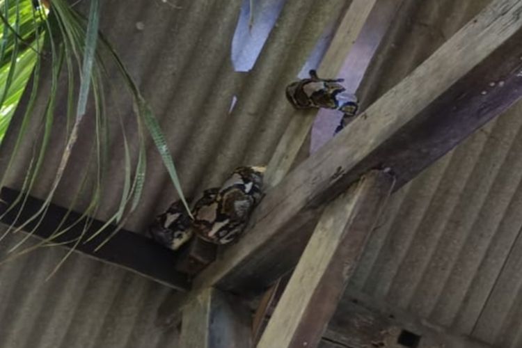 Nenek di Banyuwangi Histeris, Piton 4 Meter Melingkar di Kandang Ayam