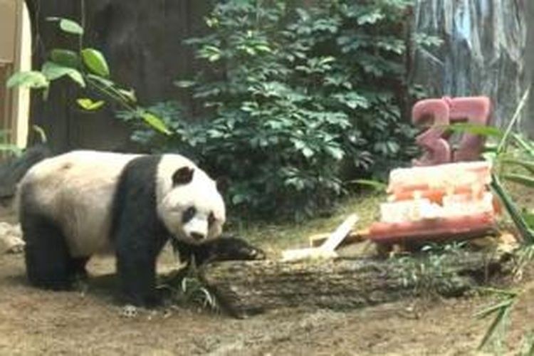 Jia Jia, panda tertua di dunia, berulang tahun ke-37 di kebun binatang Hongkong.