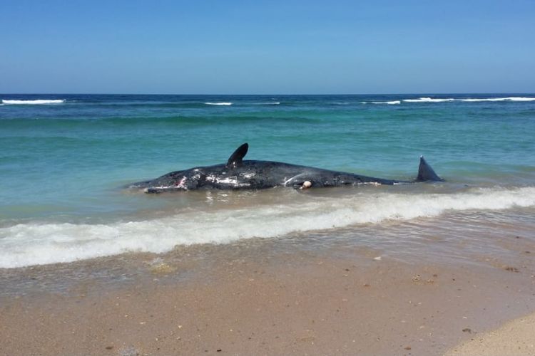 Paus sperma yang terdampar di Pantai Desa Halapaji, Kecamatan Liae, Kabupaten Sabu Raijua, Nusa Tenggara Timur (NTT), Rabu (4/7/2018)