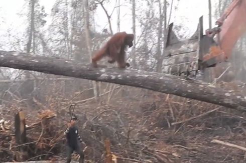 Viral, Video Orangutan Hadapi Buldozer Saat Habitatnya Dirusak