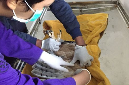 Seekor Elang Jawa Ditemukan Dalam Dus yang Diletakkan di Depan Pintu