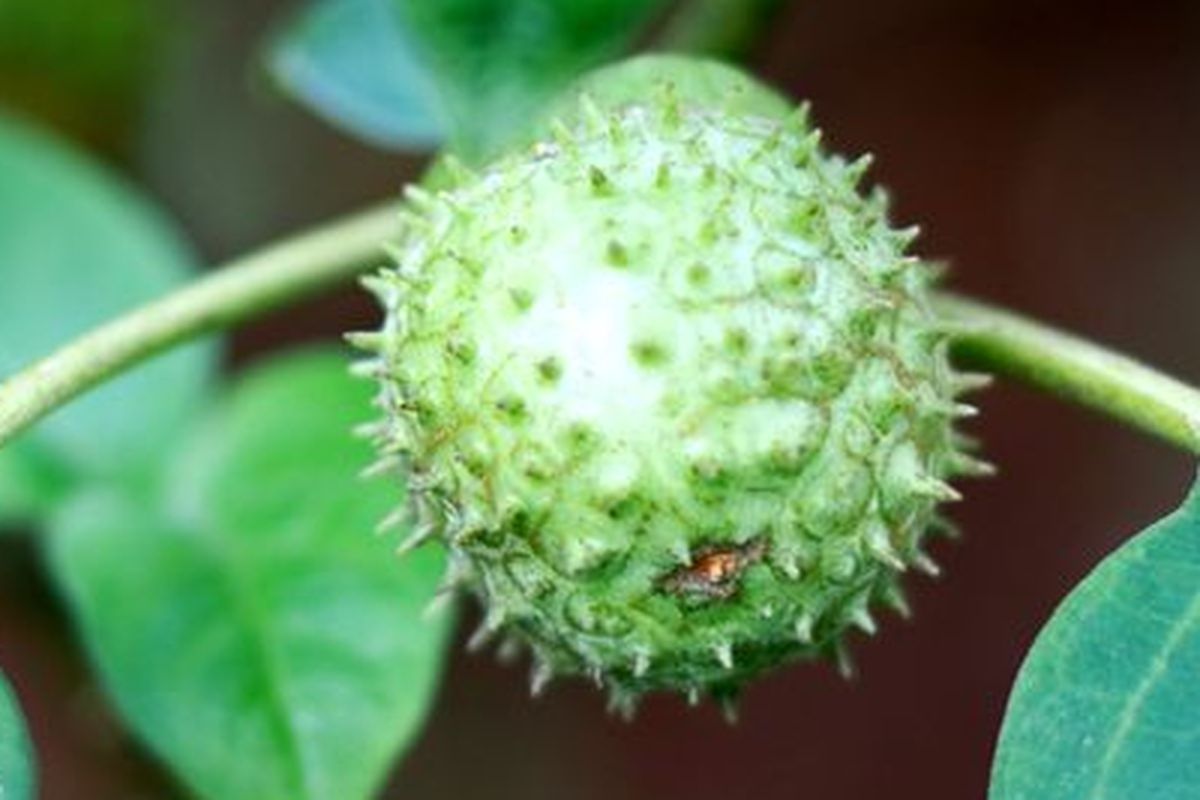 buah kecubung