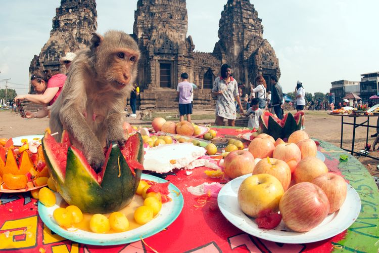 Festival monyet di Lopburi, Thailand