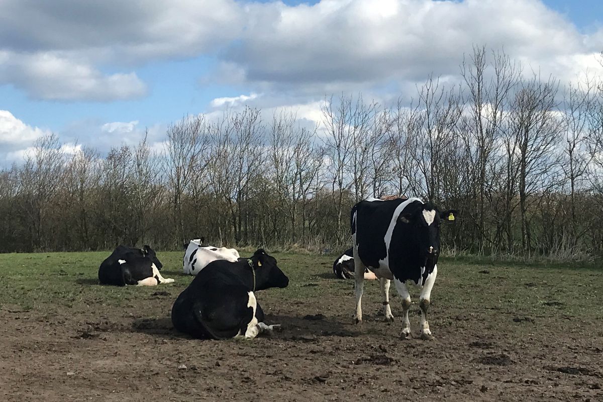 Suasana peternakan sapi organik di Denmark.