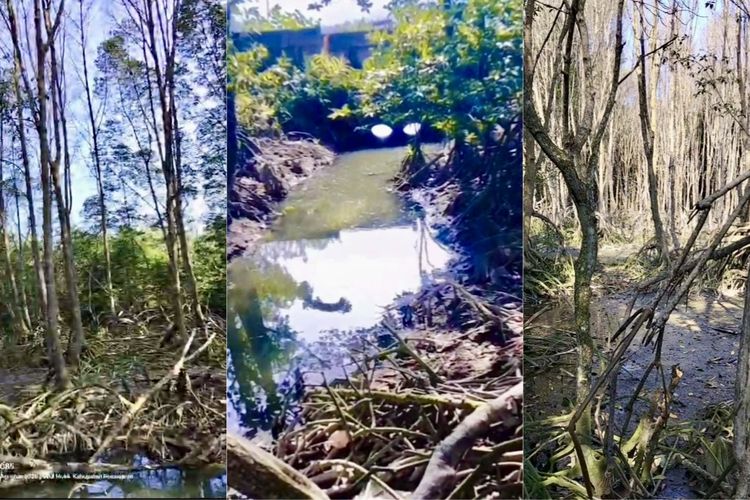 Hutan Mangrove di Lampung Rusak, Ratusan Pohon Besar Kering dan Mati