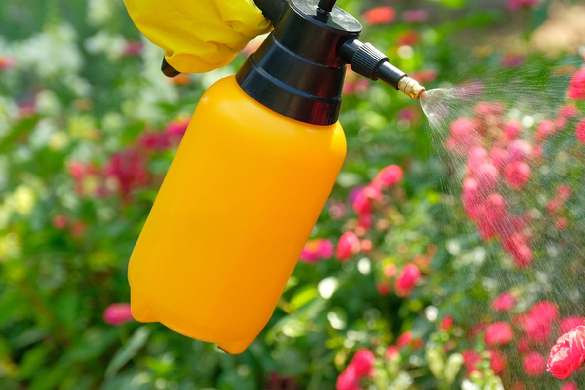 Ilustrasi menyemprotkan pupuk cair pada tanaman bunga. 