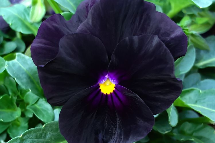 Ilustrasi bunga Black Beauty Pansy. 