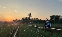 Jaga Daya Beli Masyarakat, PLN Dukung Kebijakan Pemerintah Pertahankan Tarif Listrik hingga September 2026
