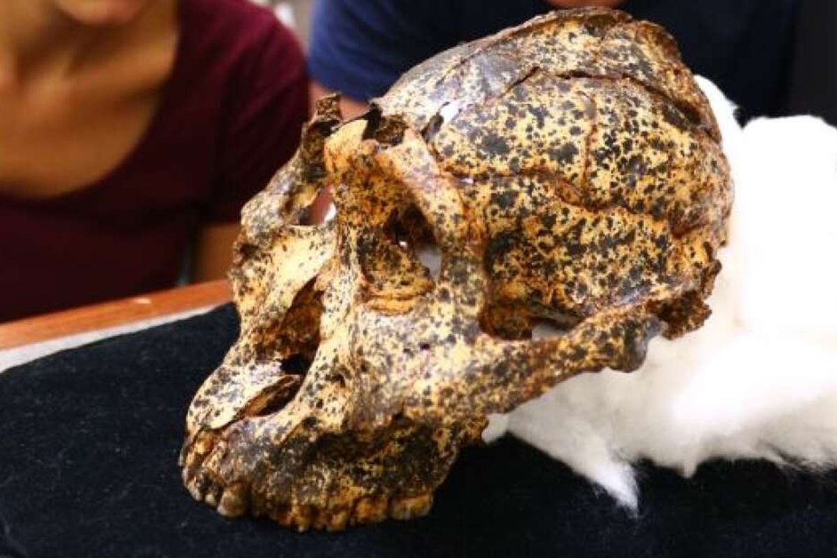 Kerangka Paranthropus robustus, manusia purba yang ditemukan di Afrika Selatan. 