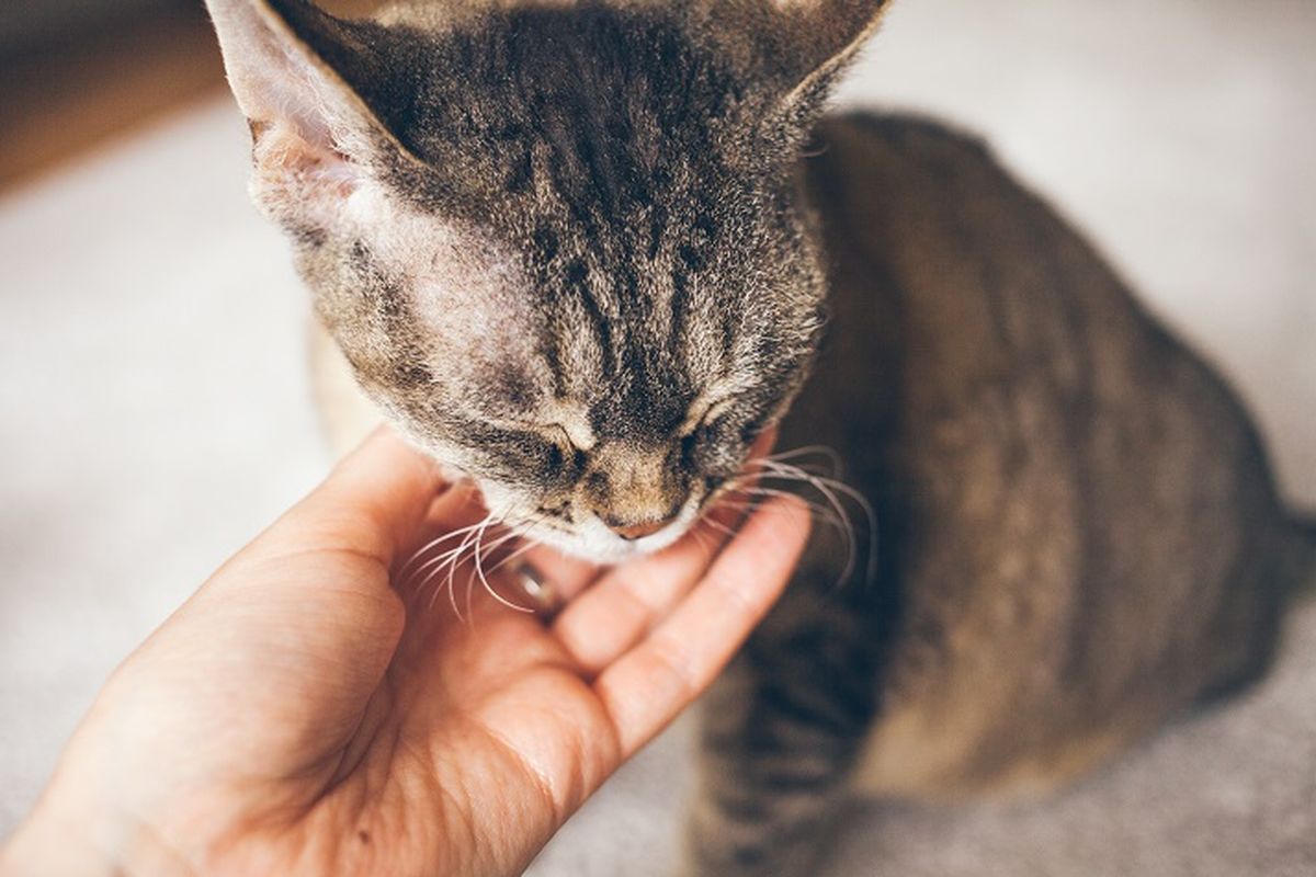 Jangan sembarangan memberikan obat manusia kepada kucing, bisa membahayakan nyawanya.