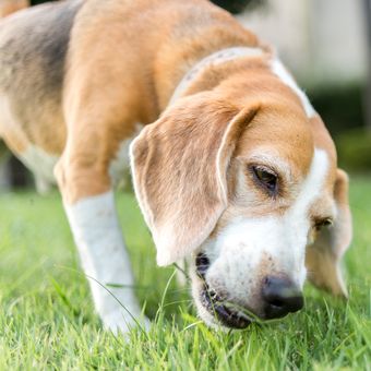 Ilustrasi anjing makan rumput.