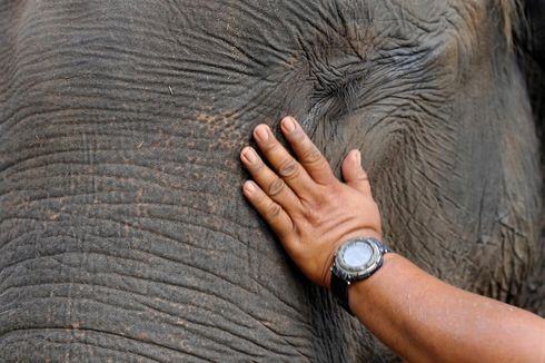 Pemilik Tewas Diserang Gajah Peliharaan, Jasa Wisata Masih Beroperasi