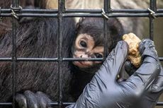 Unik, Bayi Monyet dengan Tanda Lahir Mirip Simbol Batman di Florida