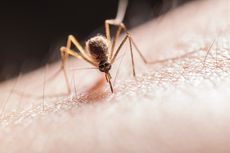 Banyak Kasus DBD, Ini 9 Tips untuk Mencegah Gigitan Nyamuk